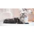 A quel âge faut-il stériliser ou castrer son chat ?