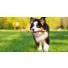 Le poids du chiot