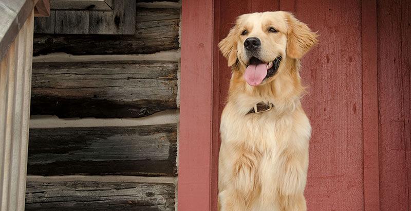 Mon chien maigrit, que faire ?