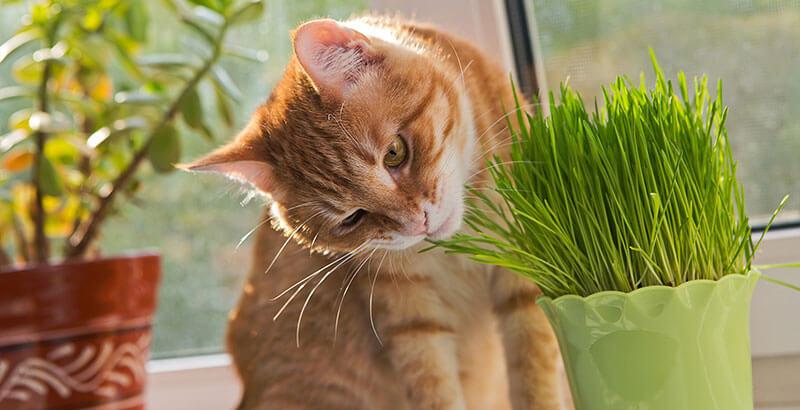 L’herbe à chat « qui excite » : pourquoi en raffolent-ils ?