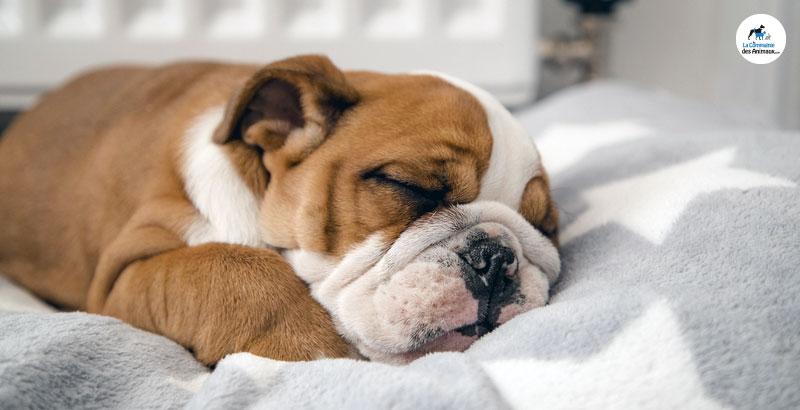 Le repos et le sommeil du chiot