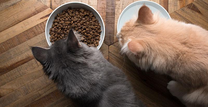 Quelles sont les meilleures croquettes pour chat stérilisé ?