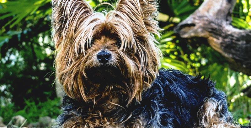 Vrai ou Faux : Certaines races de chiens ne perdent pas leurs poils