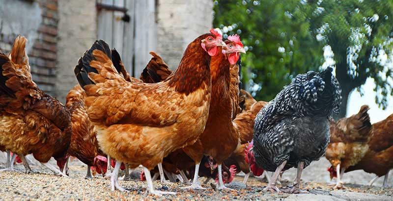 Quizz : Testez vos connaissances sur la santé des poules