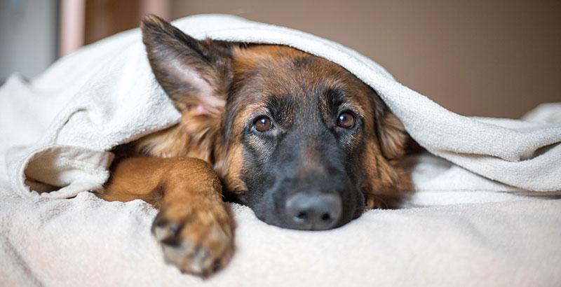 Comment aider son animal convalescent ?