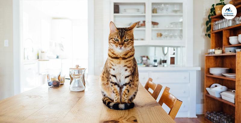 Les répulsifs pour chat