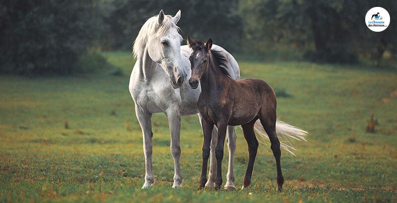 Préserver le confort musculaire des chevaux