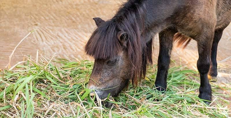 La vermifugation du cheval au printemps