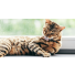 Savorial : Comment optimiser le transit digestif des chats ?
