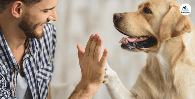 Protégez votre animal des insuffisances rénales avec Ipakitine