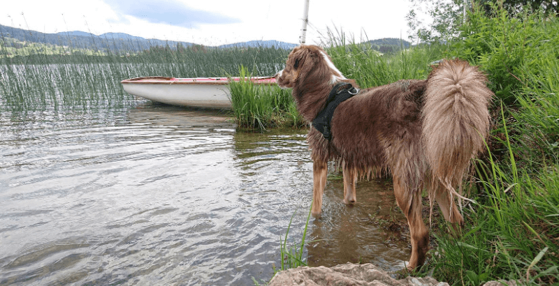 Les cyanobactéries, un danger pour votre chien lors des baignades !