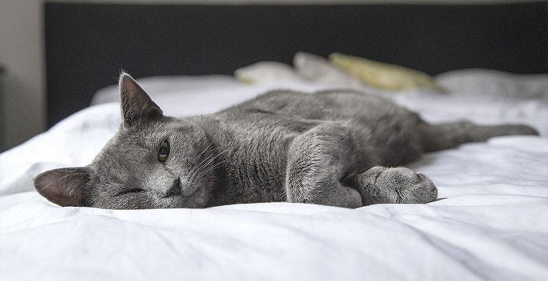 Easypill Gingiva : Pour aider son chat convalescent