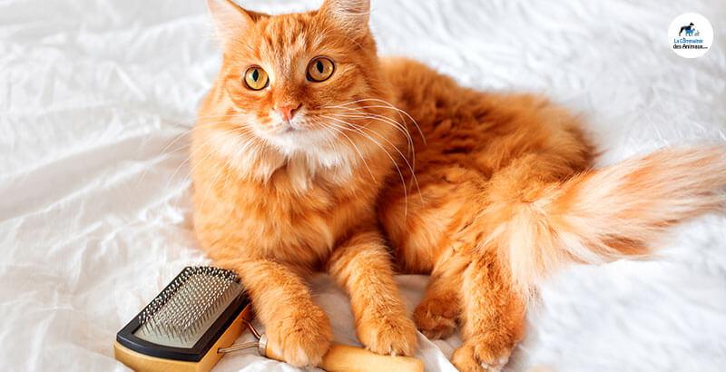 La mue chez le chien et le chat