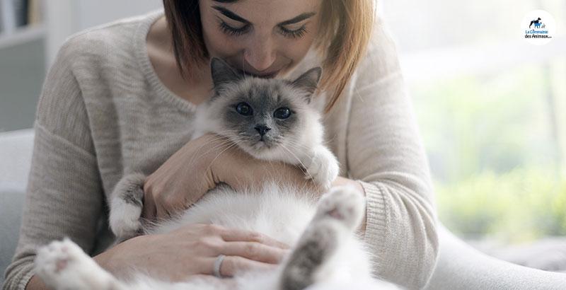 Pourquoi faut-il traiter son chat contre les puces ?