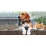 Comment favoriser une bonne cohabitation entre chien et chat ?