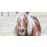 Quels sont les dangers du pâturage pour les chevaux ?