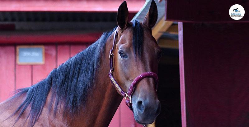 Comment entretenir le box de son cheval ?