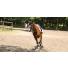 Les 4 causes de la myosite chez le cheval