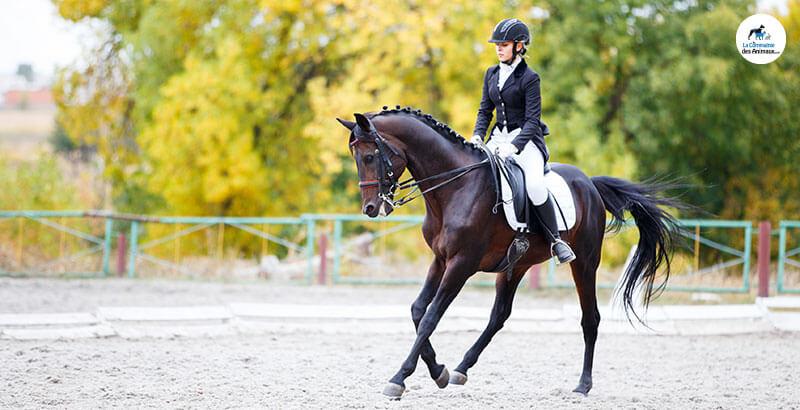 La récupération après l'effort chez le cheval