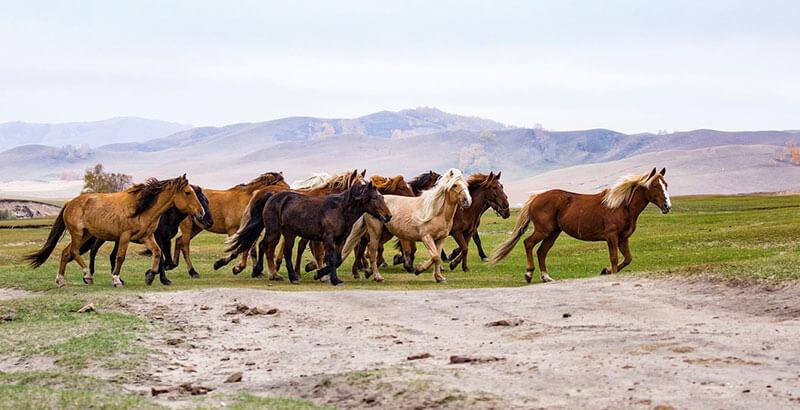 Mon cheval ne s’entend pas avec ses congénères, que faire ?