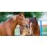 Alimentation des chevaux : Les concentrés & les compléments