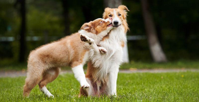Les chiens tombent-ils amoureux ?
