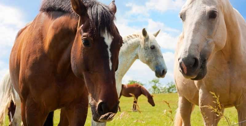 La gale chez le cheval