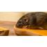 La santé du rat domestique