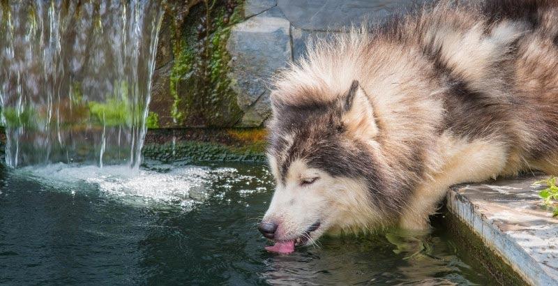 La potomanie chez le chien