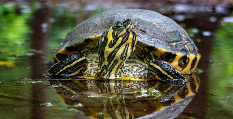 Tout savoir sur la tortue d'eau