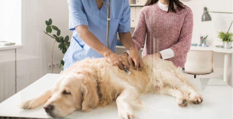 Comment lutter contre les troubles digestifs de mon chien ?
