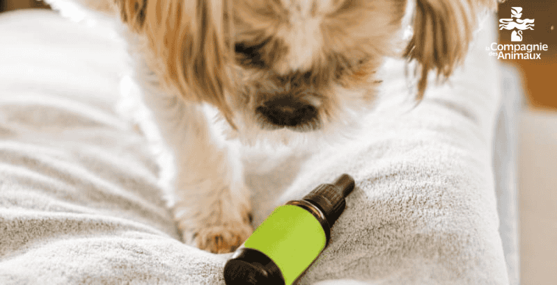 Huile de CBD pour chien présentée pour ses bienfaits.