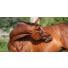 Chevaux « raides » : les bienfaits du Paardendrogist MIX SOUPLESSE, mélange de plantes