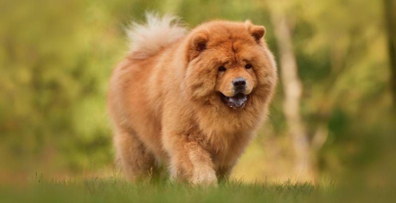 Le chow chow un compagnon unique