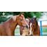 Comment récolter du foin pour mon cheval ?