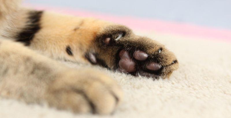 Comment prendre soin des coussinets de son animal ?