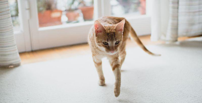 Déménagement et chat stressé : comment déménager avec son chat ?