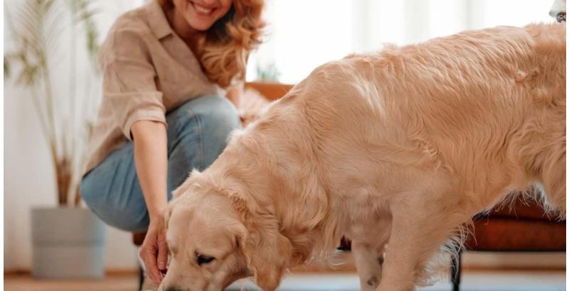 L’alimentation canine : conseils d'experts pour toutes les étapes de la vie de votre chien