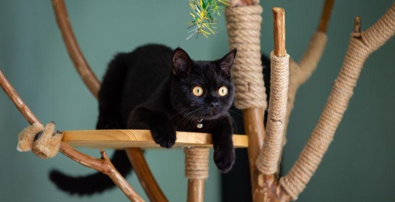 Comment bien choisir son arbre à chat ?