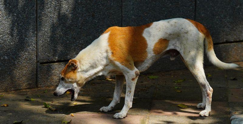 Comment arrêter les vomissements chez le chien : stratégies et solutions