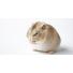 Guide complet du hamster russe: Soins, alimentation et comportement