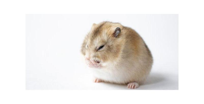Guide complet du hamster russe: Soins, alimentation et comportement