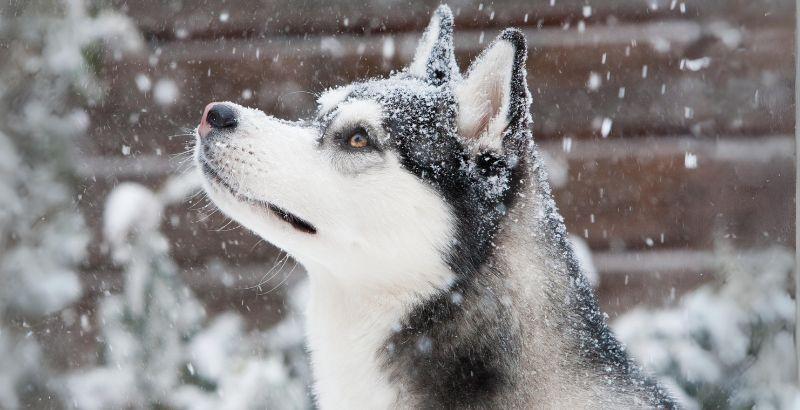 Tout savoir sur le husky de sibérie : de l'adoption aux soins quotidiens