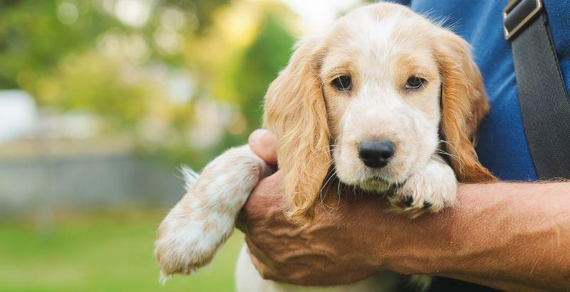 À la découverte du Cocker Spaniel Américain : Caractéristiques, soins et conseils