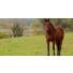 Comment gérer une lymphangite chez son cheval ? 