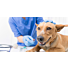 Est-il nécessaire de faire vacciner son chien tous les ans ?