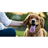 Comment prendre soin des oreilles de votre chien ?