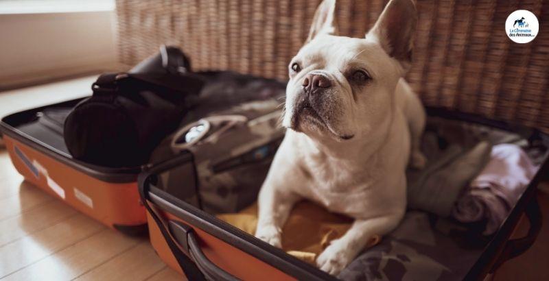 Départ en vacances : Comment aider son chien avec Zylkène ?