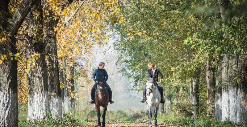 Tiques : quels remèdes pour nos chevaux ?