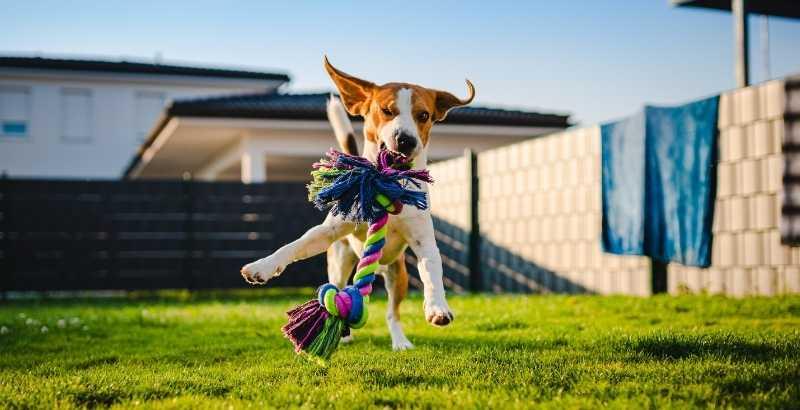 Comment définir les besoins alimentaires du chien en fonction de son activité ?